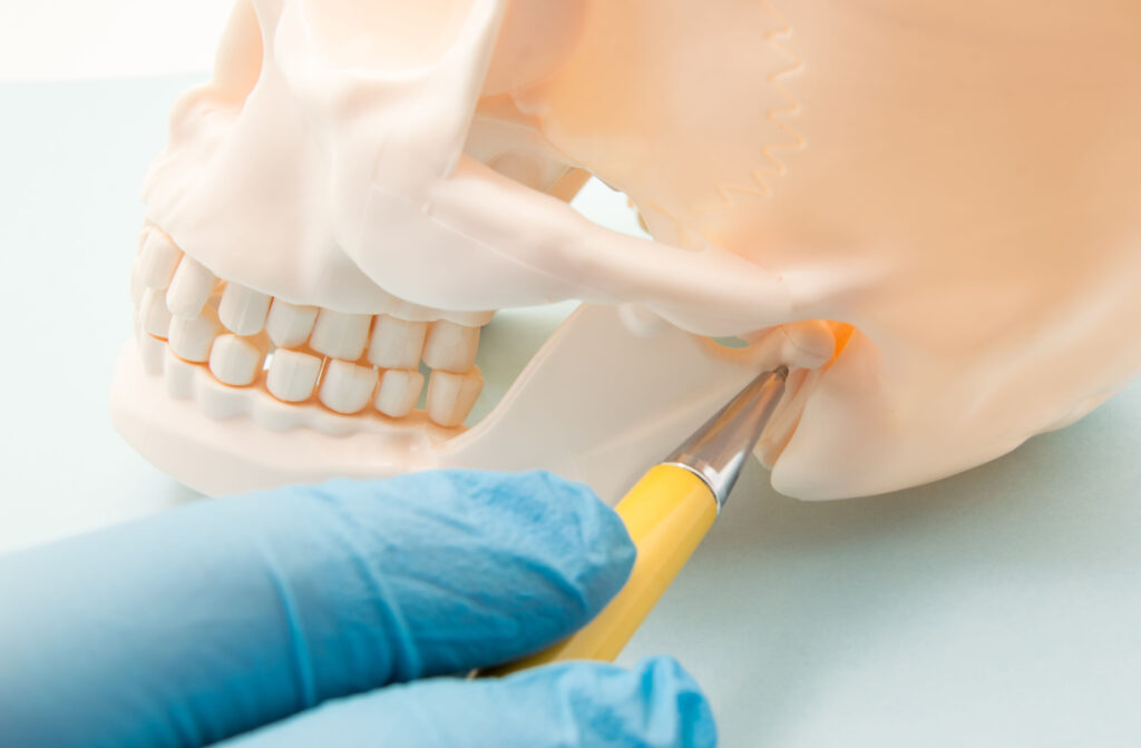 Dentist pointing to the TMJ on a model skull.