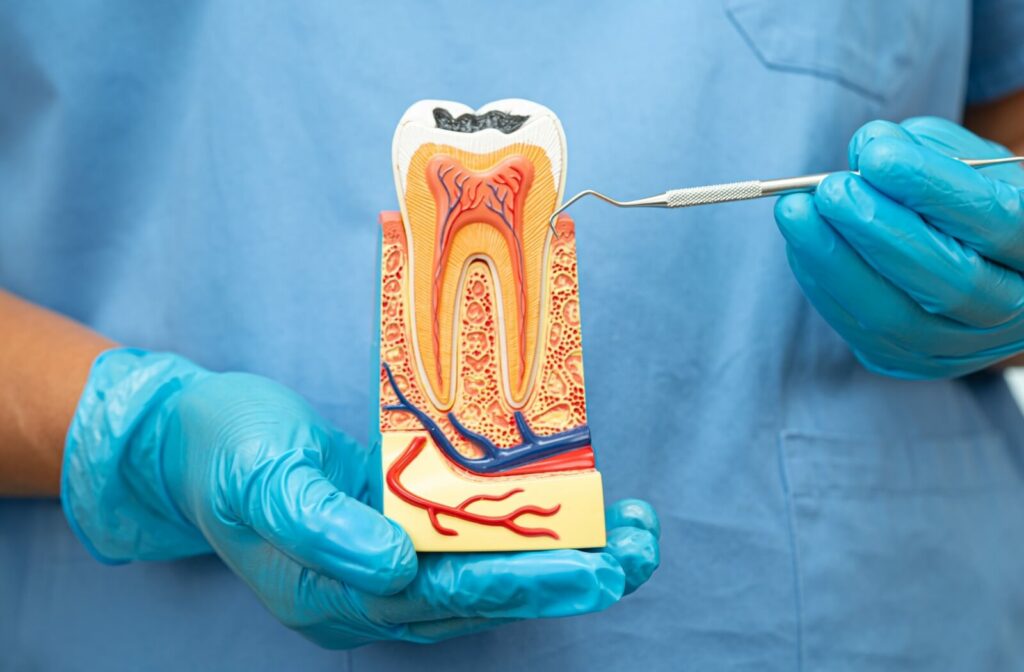 A close-up of a dentist holding up a plastic model of a tooth and showing a patient how a root canal is done.